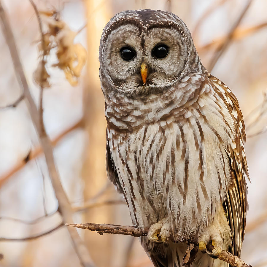 Barred Owl Photograph by Davidhx Chen