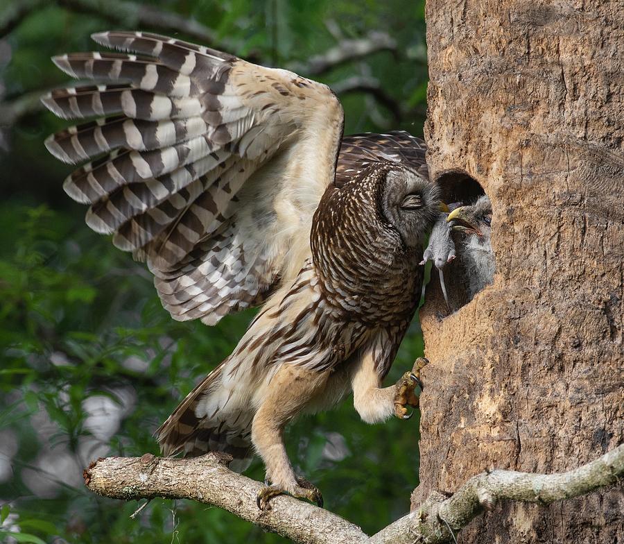 Barred Owl Dinnertime Photograph by Amy Marques