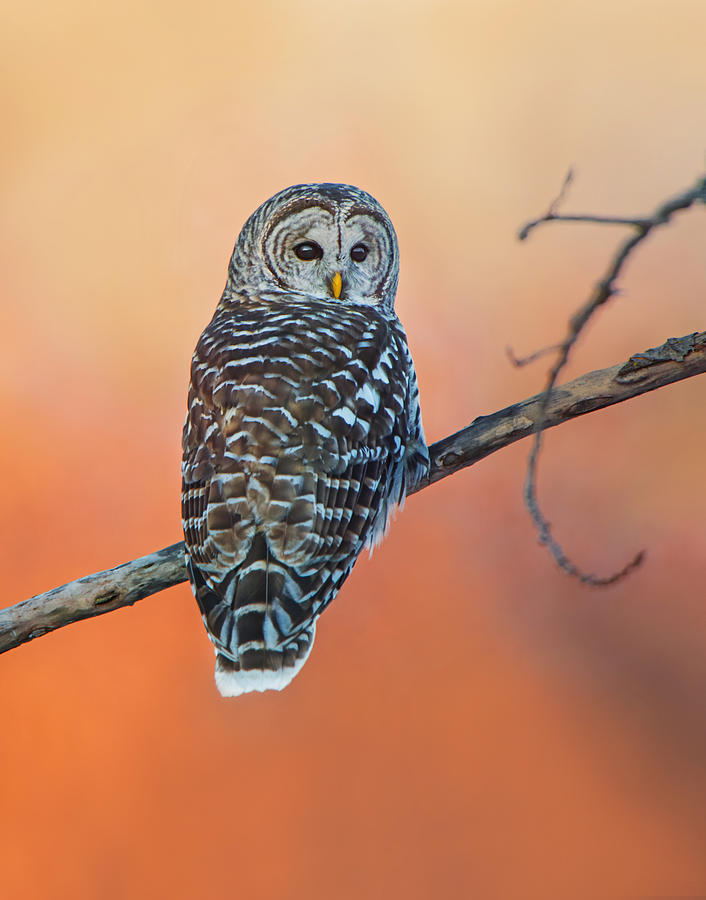 Barred Owl Photograph by Edwin Luo