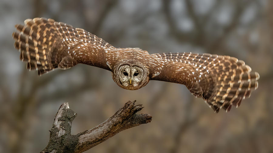 Barred Owl Hunting Photograph by Jian Xu