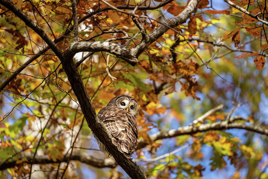 Barred Owl In Fall Photograph by Jordan Hill