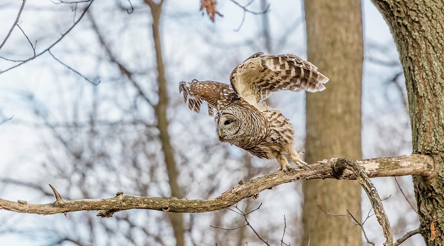 Owl Photograph - Barred Owl In Flight #1 by Morris Finkelstein