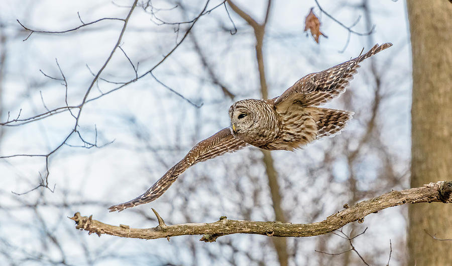 Owl Photograph - Barred Owl In Flight #2 by Morris Finkelstein