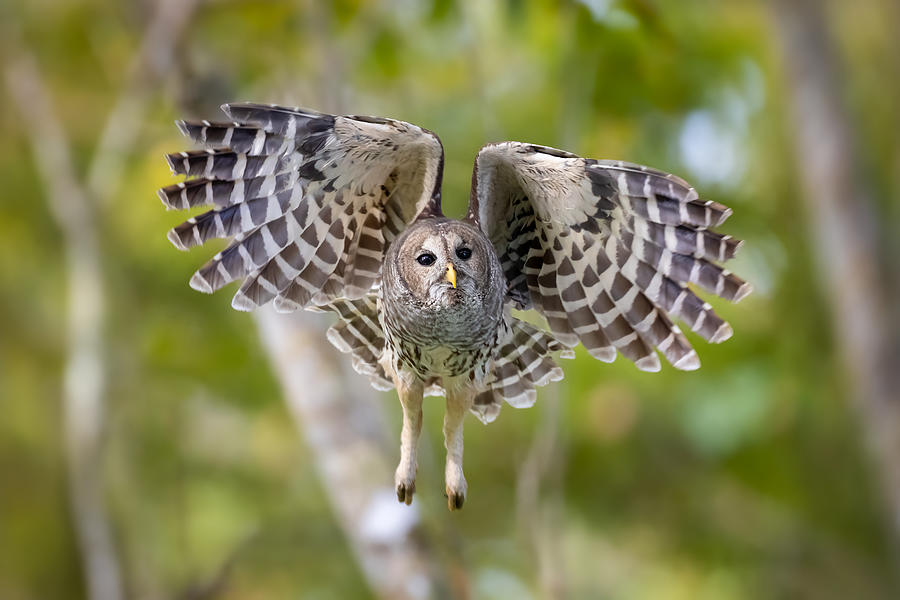 Barred Owl In Flight Photograph by Max Wang
