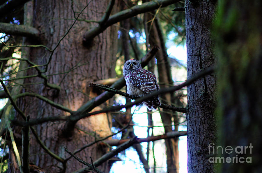 Wildlife Photograph - Barred Owl In Stanley Park by Terry Elniski