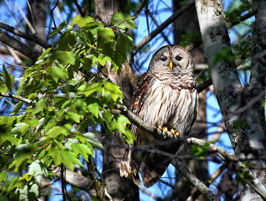 Barred Owl in Swamp Photograph by Bill Chambers