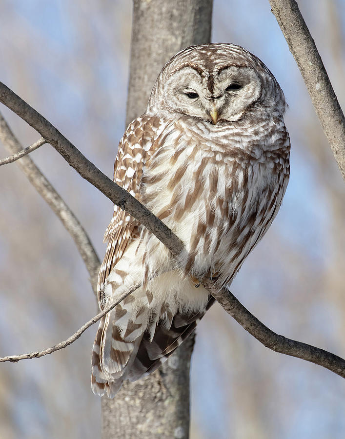 Barred Owl in Vermont #1 Photograph by Mindy Musick King