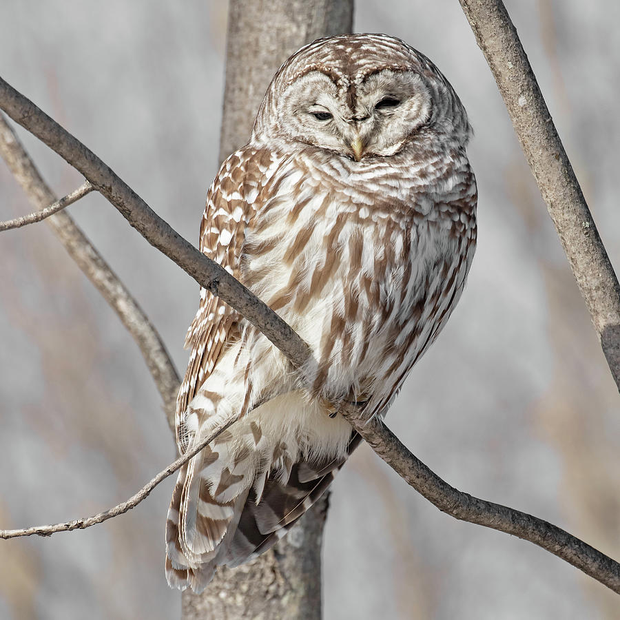 Barred Owl in Vermont #2 Photograph by Mindy Musick King