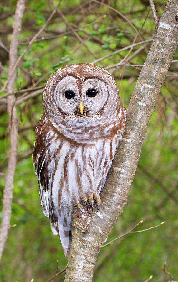 Barred Owl Photograph by Ivan Kuzmin