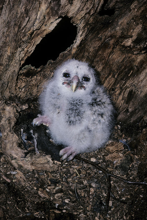 Barred Owl Photograph by James Zipp