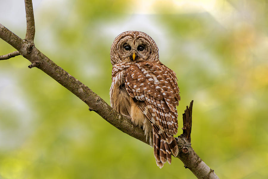 Barred Owl Photograph by Jian Xu