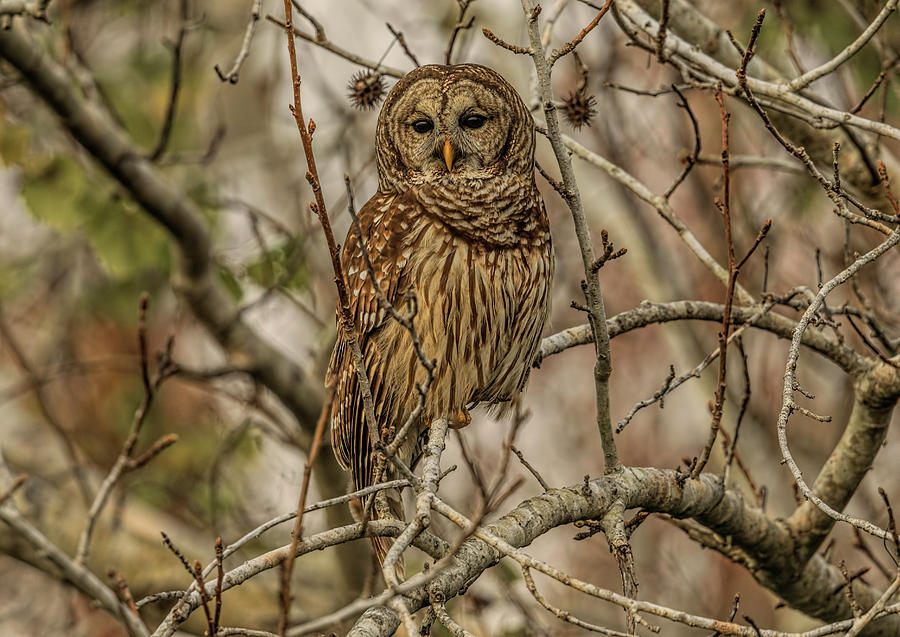 barred Owl Photograph by Justin Battles