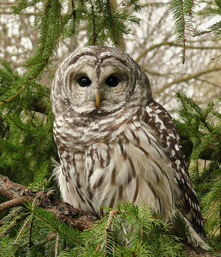 Barred Owl Photograph by Karen Von Knobloch Photographerkaren