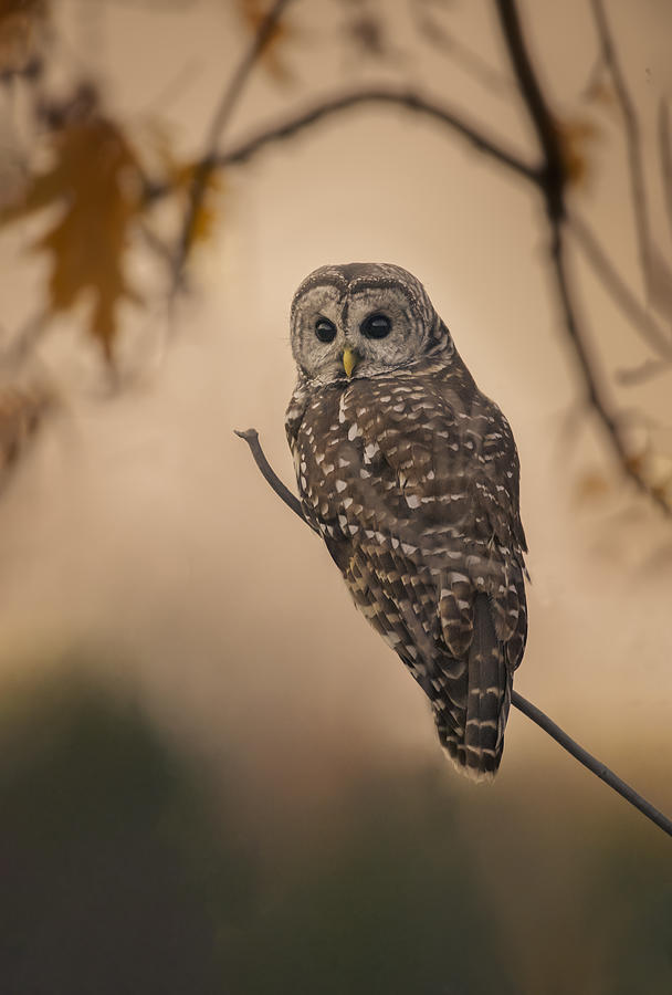 Barred Owl Photograph by Larry Deng