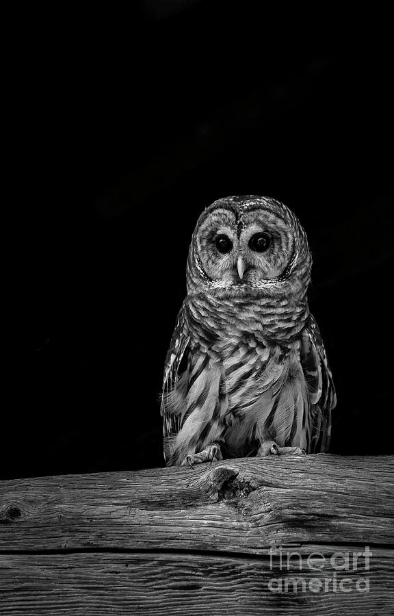 Barred Owl  Photograph by Laurinda Bowling