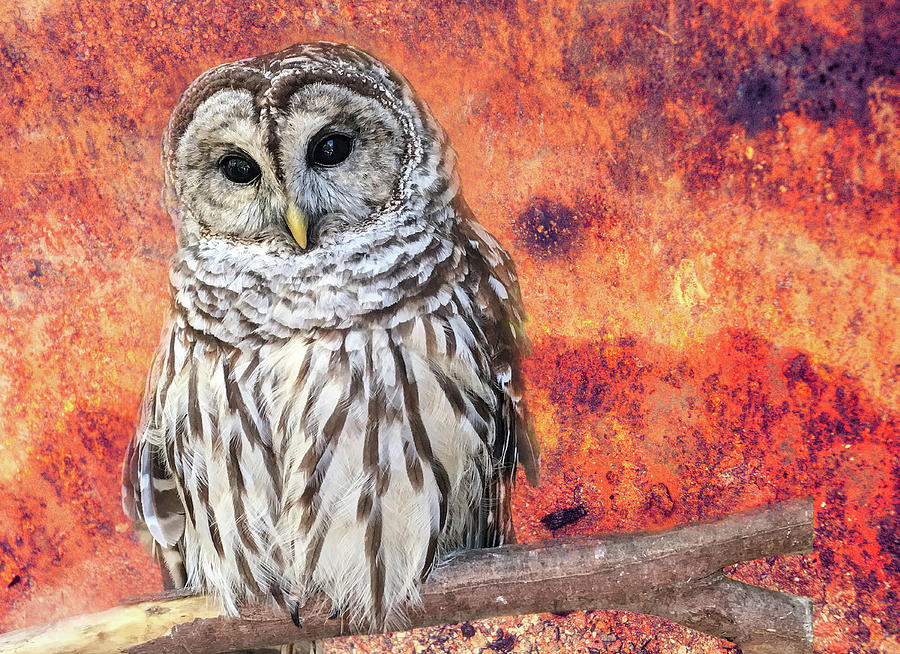Barred Owl Photograph by Lorraine Baum