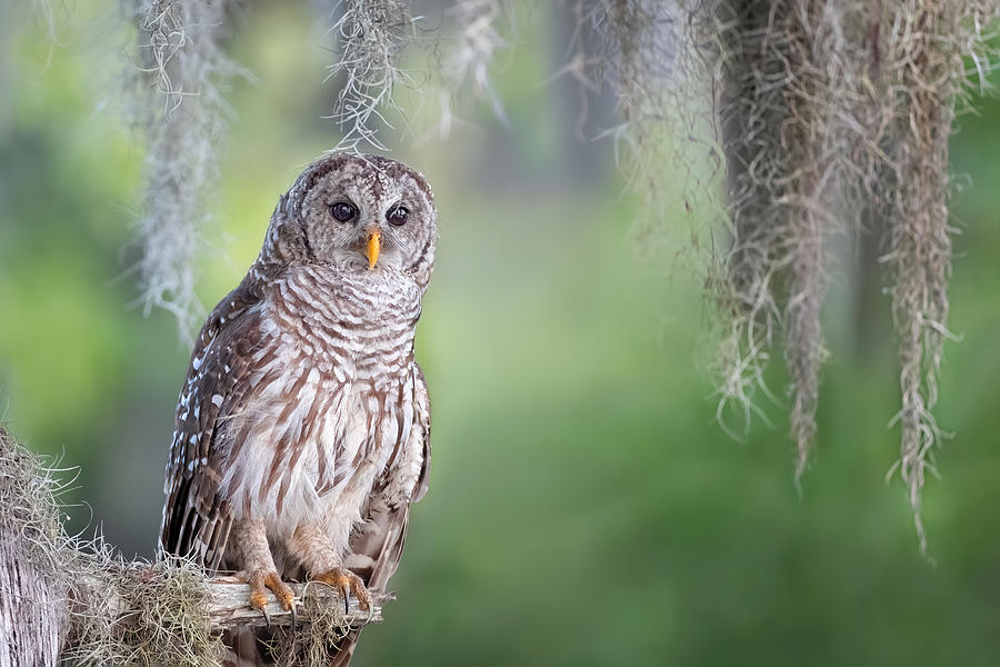 Barred Owl Photograph by Max Wang