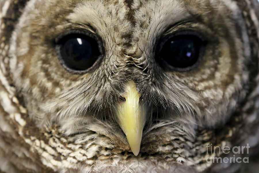 Barred Owl Photograph by Meg Rousher