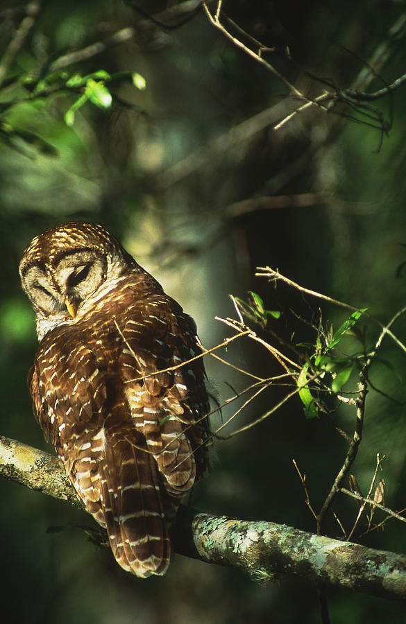 Barred Owl Photograph by Michael Lustbader
