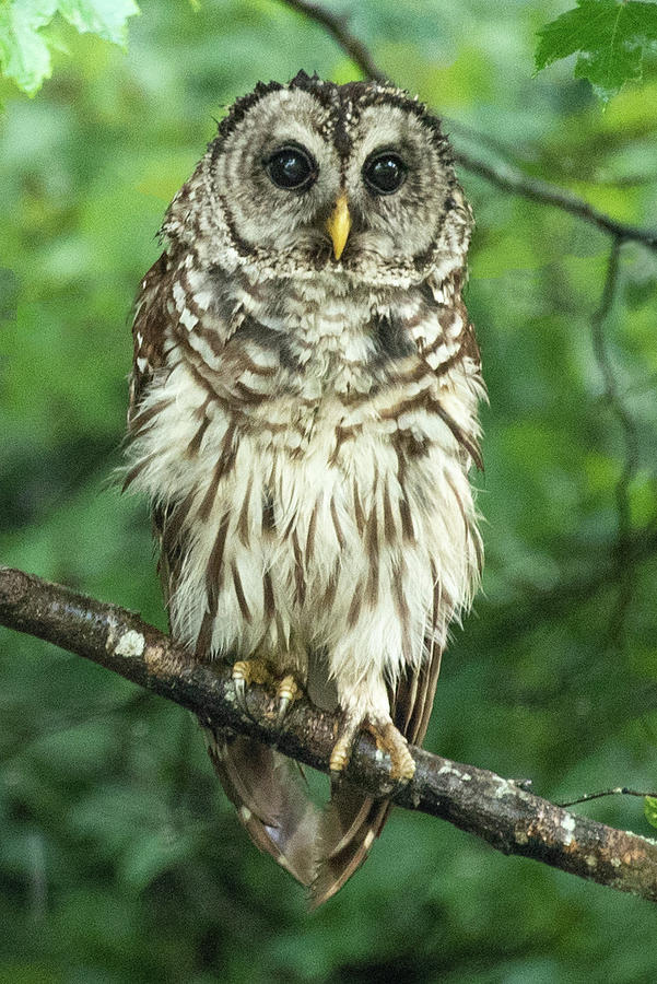 Barred Owl Photograph by Minnie Gallman