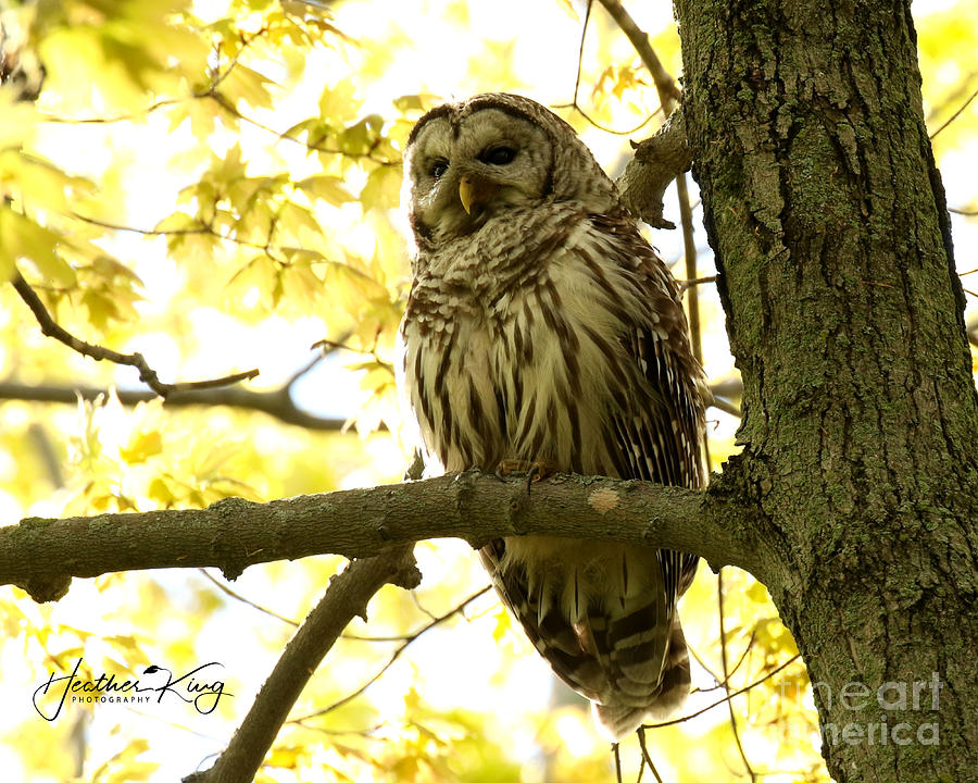 Barred owl mom Photograph by Heather King