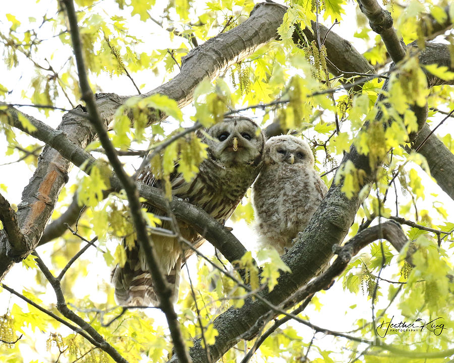 Barred owl mother and child Photograph by Heather King