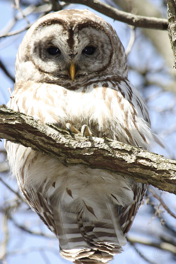 Barred Owl Photograph by Nunweiler Photography