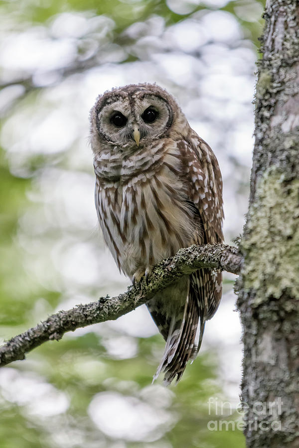 Barred Owl of Acadia by Jesse MacDonald Barred Owl of Acadia by Jesse MacDonald