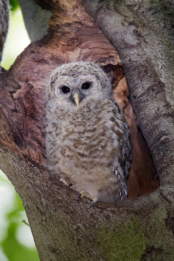Barred Owl Owlet Photograph by James Zipp