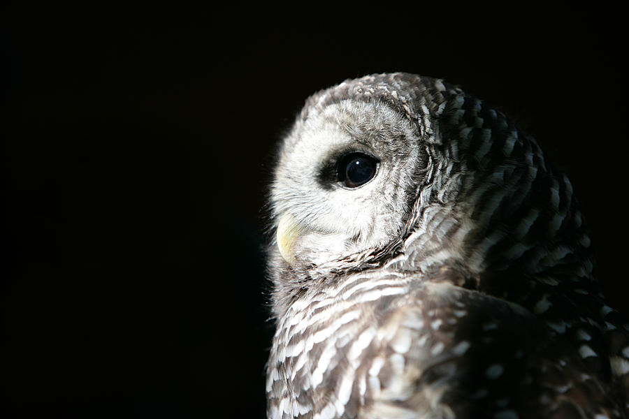 Barred Owl Photograph by Parkerdeen Barred Owl Photograph by Parkerdeen