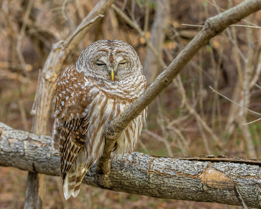 Barred Owl Perched #2 Photograph by Morris Finkelstein