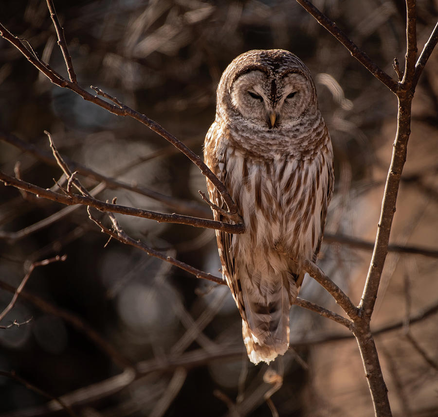 Barred Owl perched Photograph by Hershey Art Images - Fine Art America