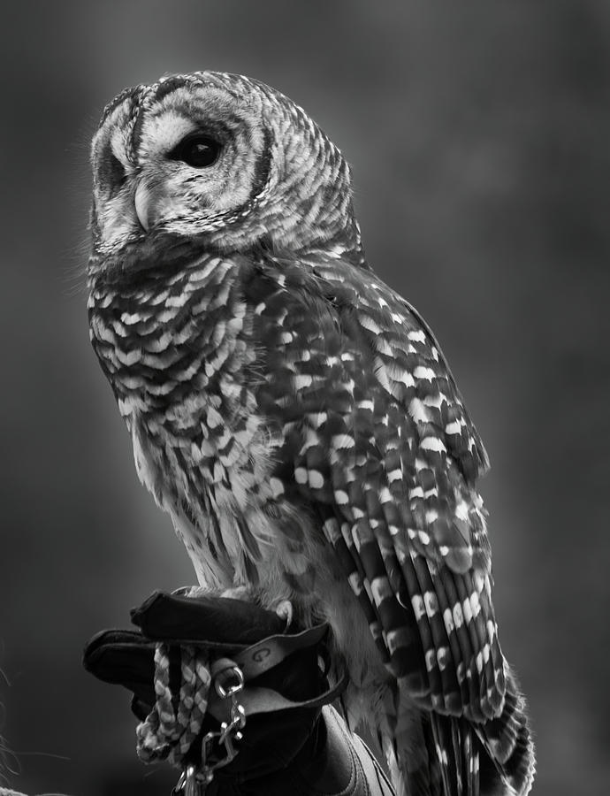 owl black and white photography