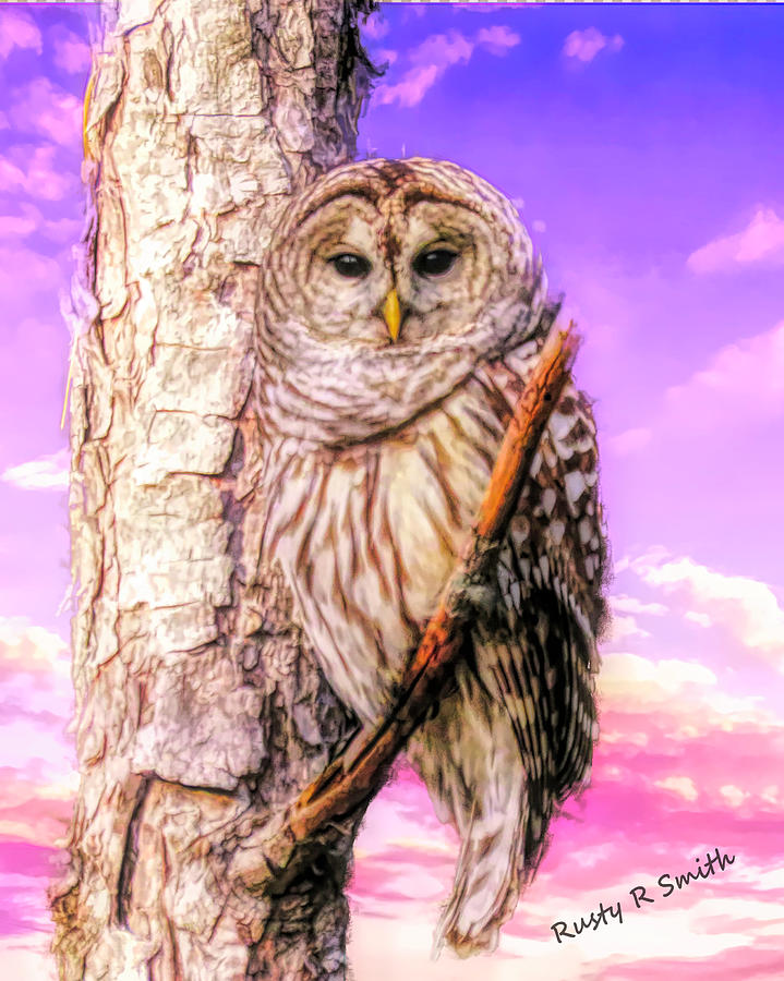 Barred owl perching on a limb. by Rusty R Smith Barred owl perching on a limb. by Rusty R Smith