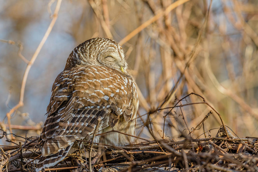 Barred Owl Roosting Photograph by Morris Finkelstein - Fine Art America