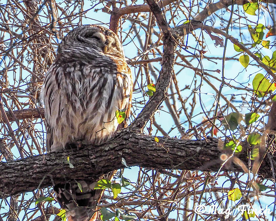 Barred Owl Sleeping In The Sunlight Photograph By May Finch Pixels 7256