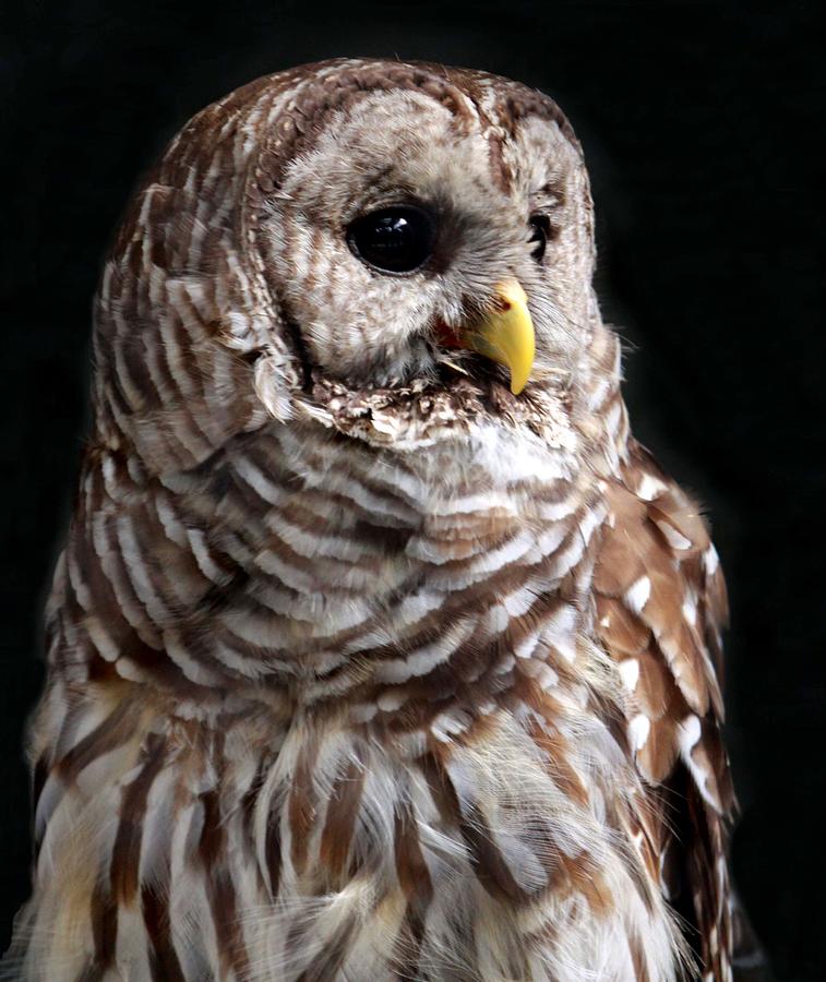 Barred Owl by Spiraling Road Photography