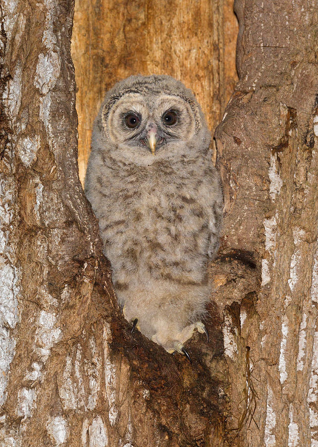 Barred Owl, Strix Varia Photograph by James Zipp