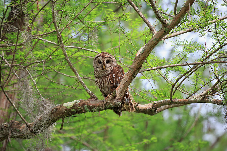 Barred Owl, Strix Varia Photograph by Louise Heusinkveld
