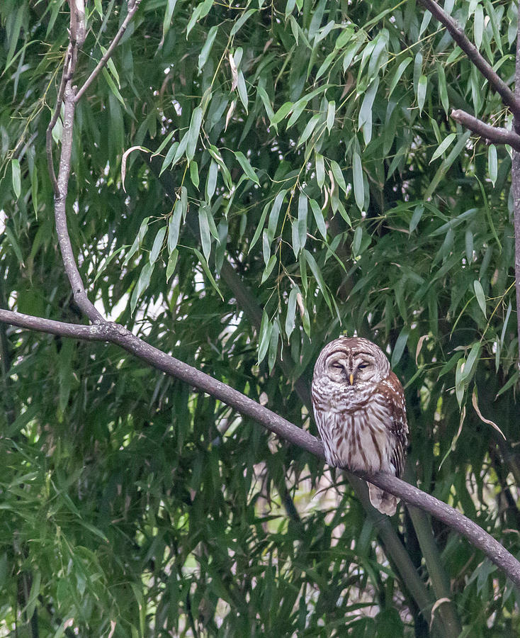 Barred Owl Photograph by Teresa Mucha