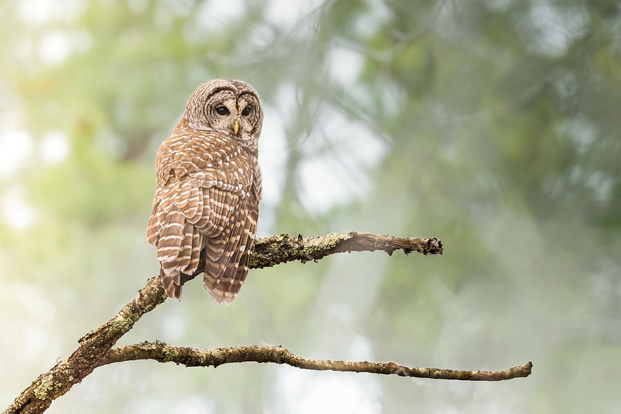 Barred Owl Photograph by Ti Wang