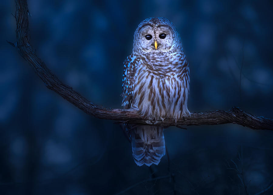Barred Owl Photograph by Zeren Gu