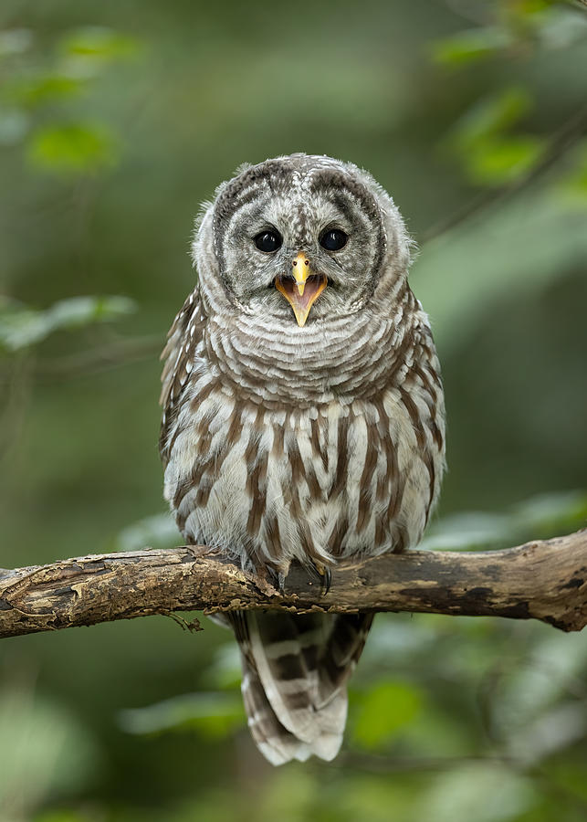 Barred Owlet Photograph by Tony Xu