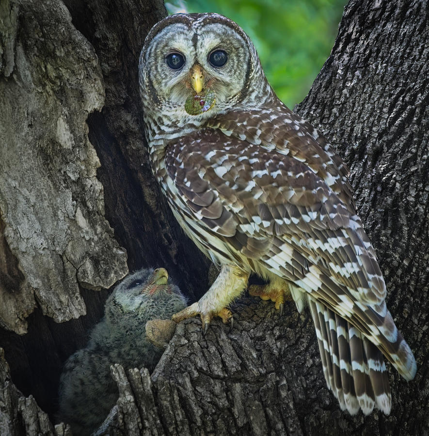 Barred Owls Photograph by Alex Li