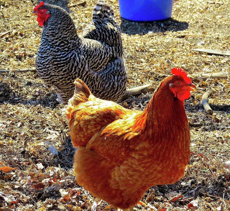 Barred Plymouth Rock and Rhode Island Red Chickens Photograph by Linda Stern