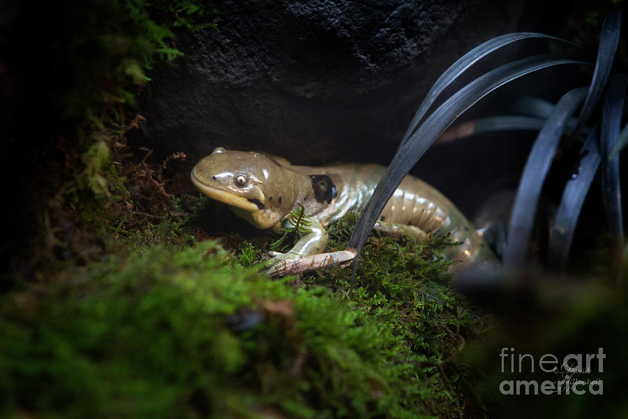 Barred Tiger Salamander Photograph by David Millenheft