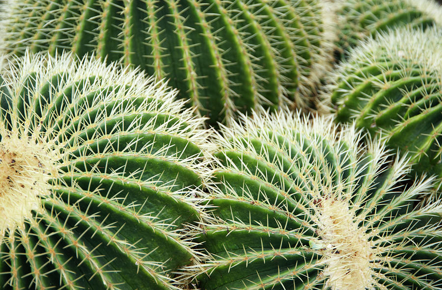 Barrel Cacti Echinocactus Grusonii Photograph by Liz Whitaker