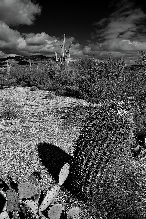 Barrel Cactus, Black and White Photograph by Chance Kafka