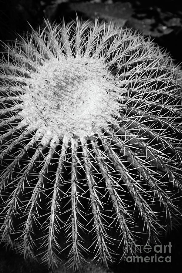 Barrel Cactus Black and White Photograph by Edward Fielding
