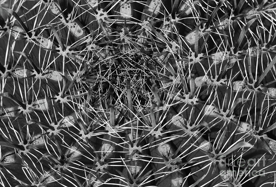 Barrel Cactus bw Ibiza Photograph by Eddie Barron